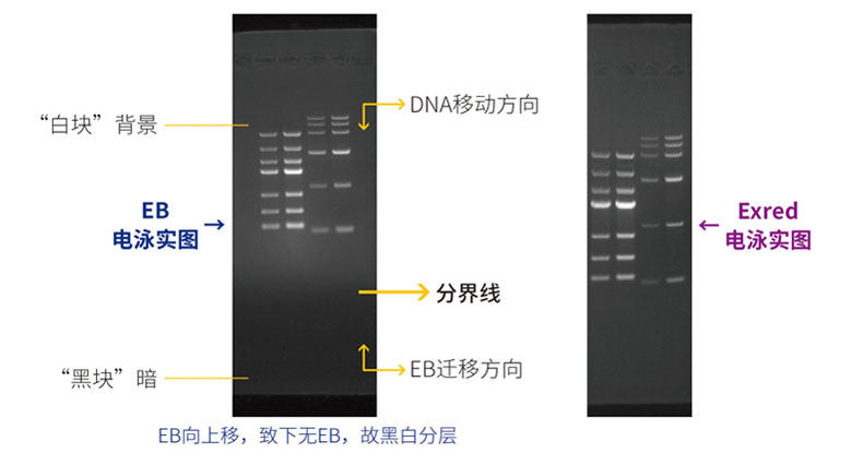18.EB,red電泳實圖.jpg