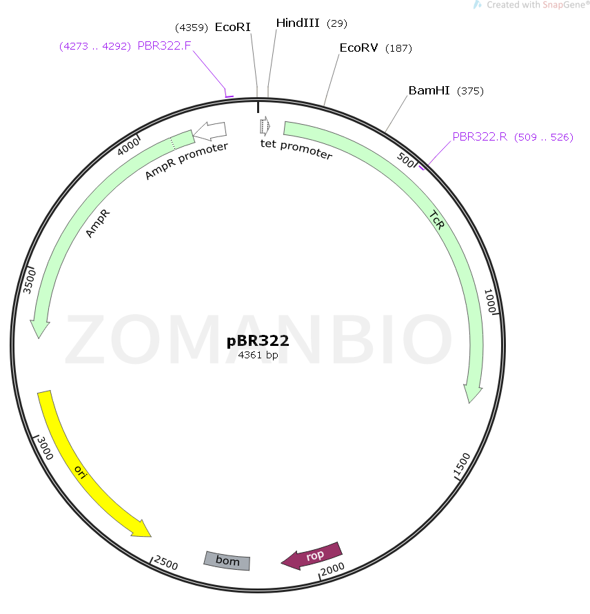 ZK116pBR322.png