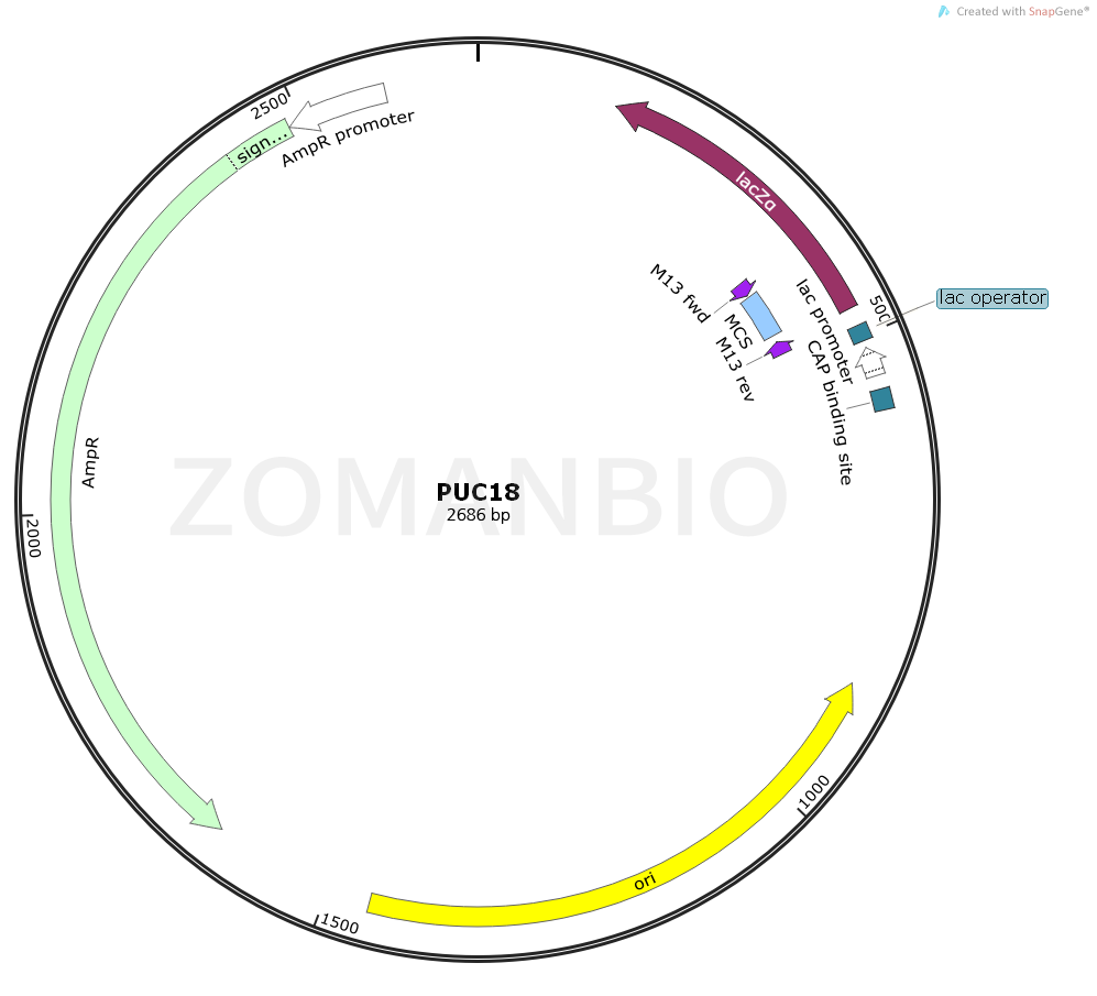 ZK110 pUC18.png