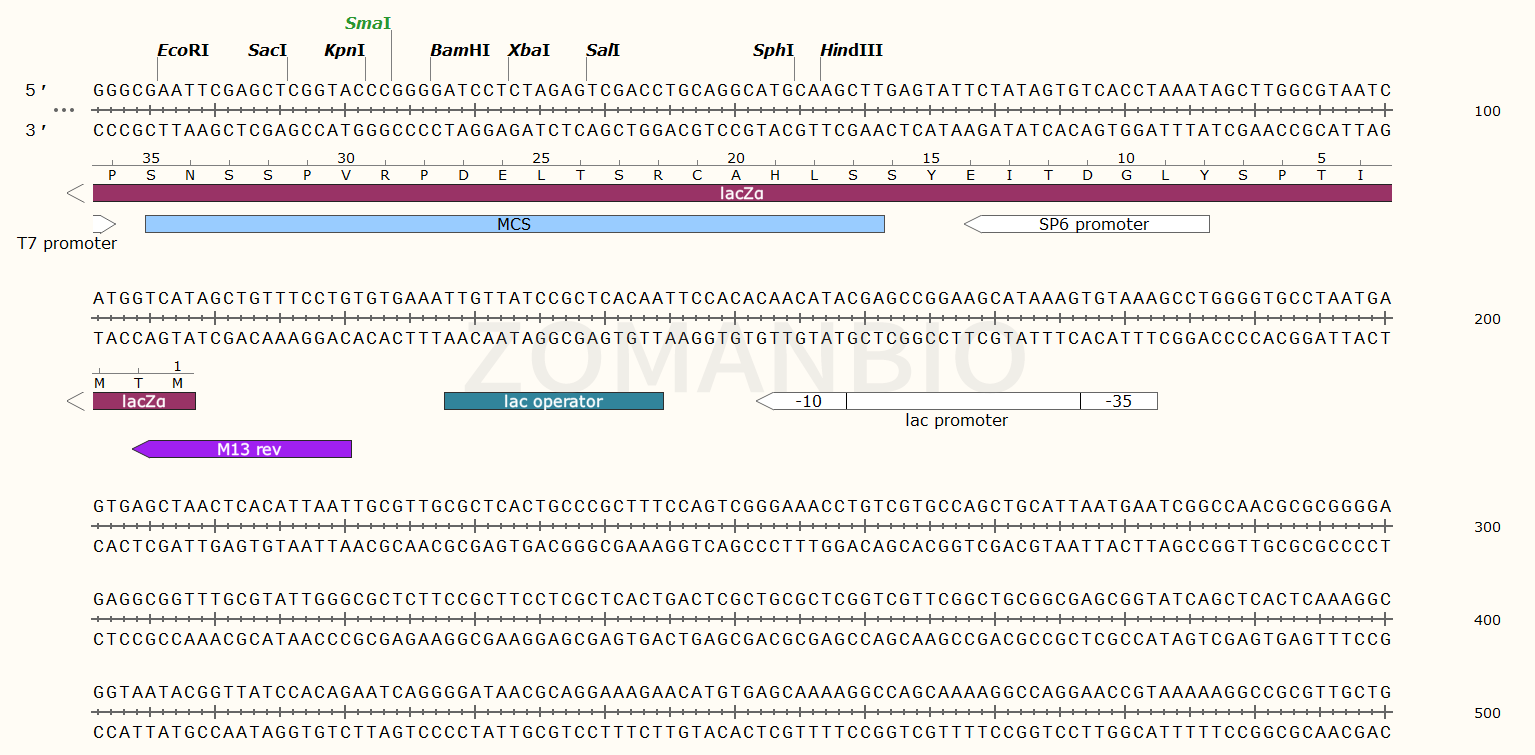 ZK122pGEM-3Zf(+)-1.png