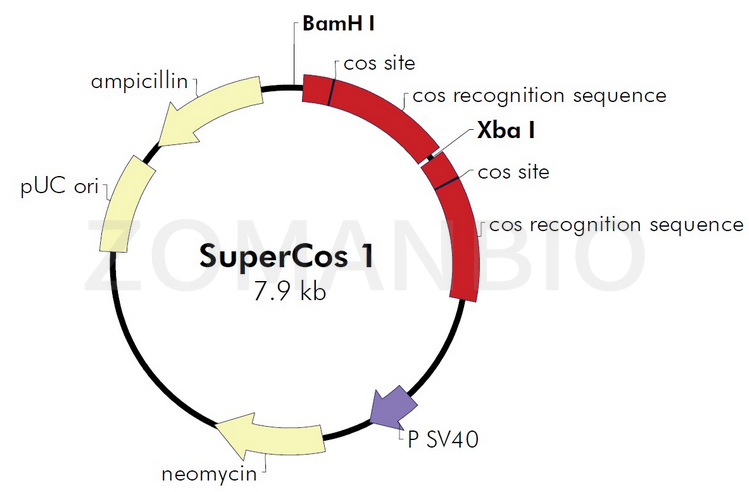 ZK127SuperCos I.png