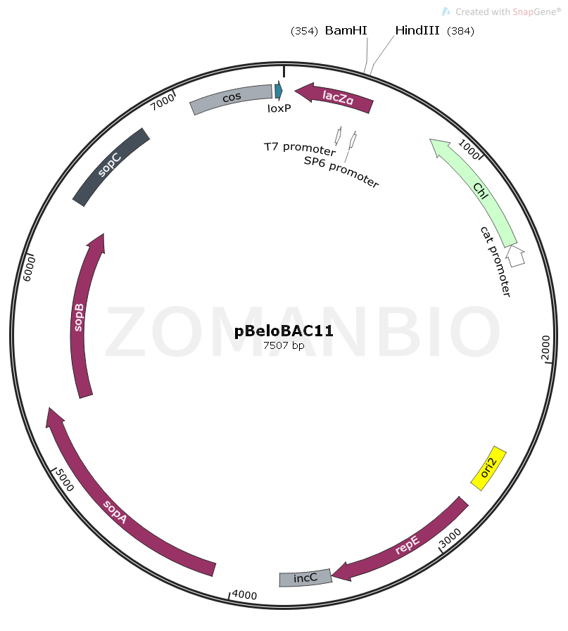 ZK130pBeloBAC11.png