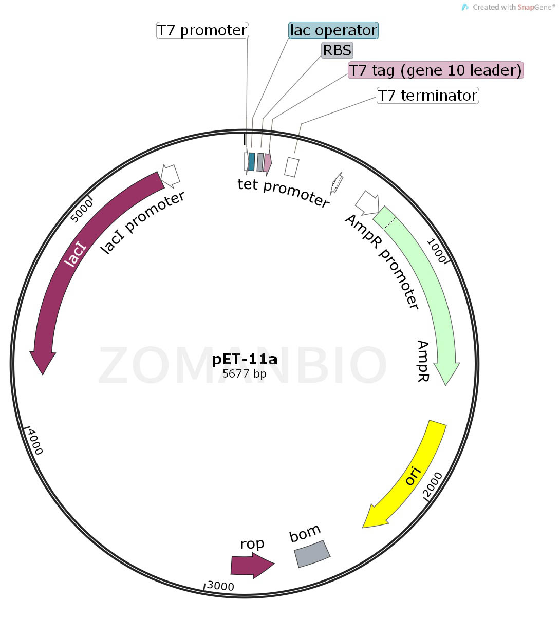 ZK143pET-11a.jpg
