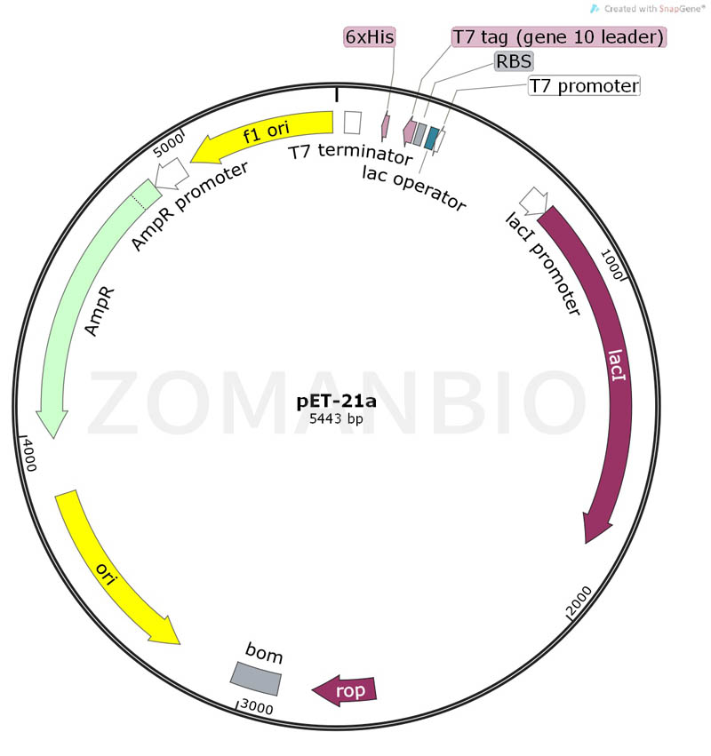 ZK151pET-21a.jpg