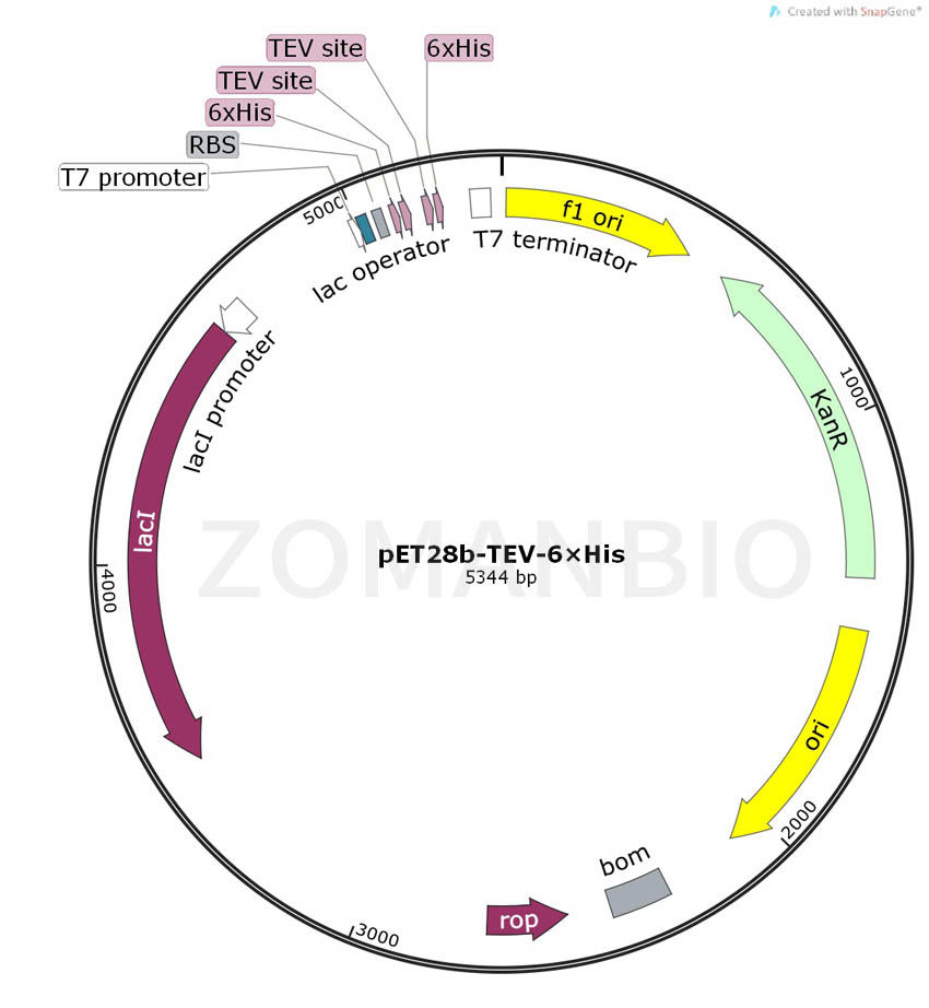 ZK163pET28b-TEV-6×His.jpg