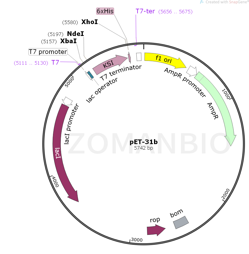 ZK169pET-31b.png