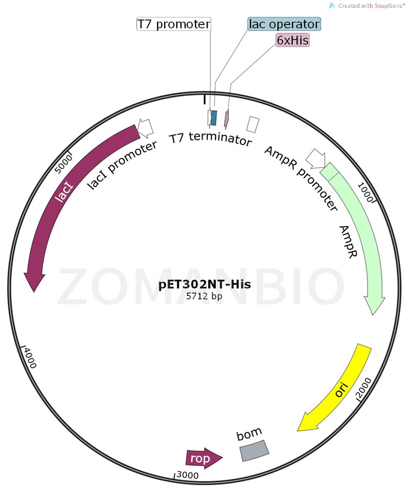 ZK192pET302NT-His.jpg