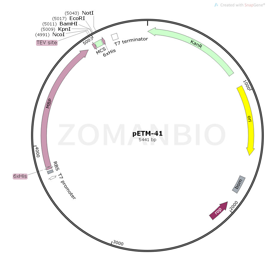 ZK195pETM-41.png