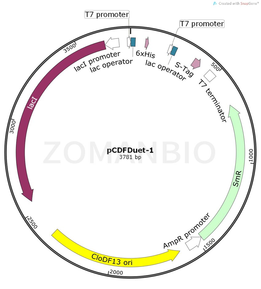 ZK324pCDFDuet-1.jpg