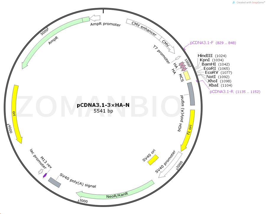 ZK354pCDNA3.1-3×HA-N.png