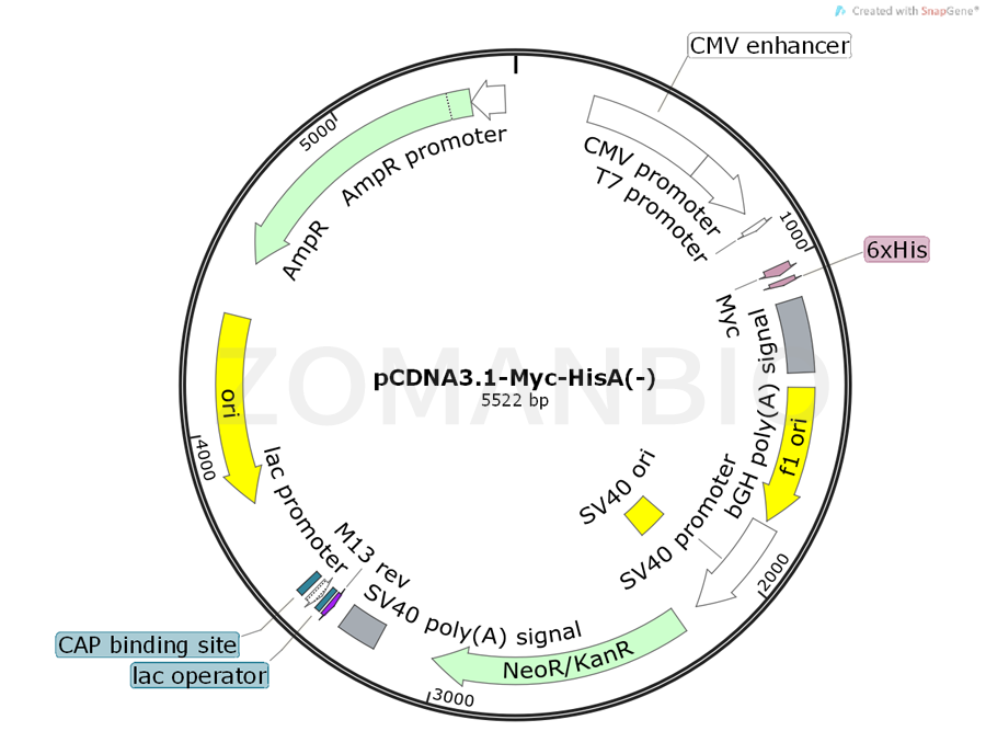 ZK357pCDNA3.1-Myc-HisA(-).png