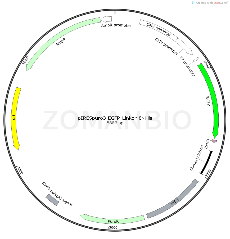 ZK396pIRESpuro3-EGFP-Linker-8×His.png