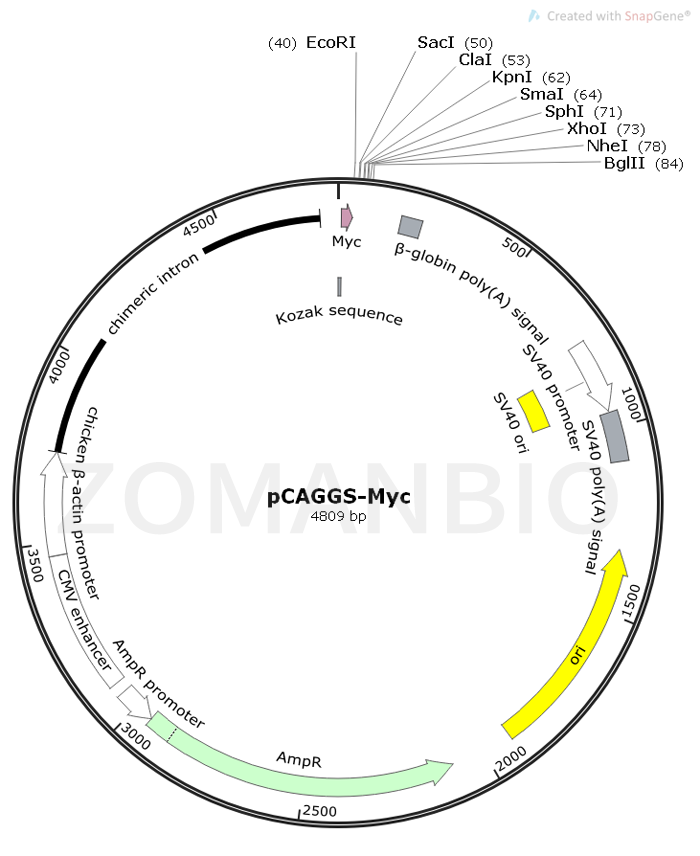 ZK400pCAGGS-Myc.png