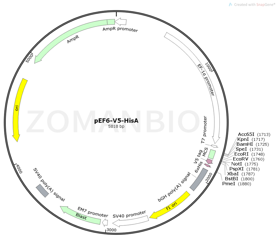ZK407pEF6-V5-HisA.png