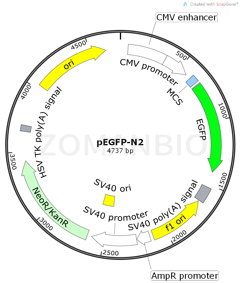 ZK412pEGFP-N2.png