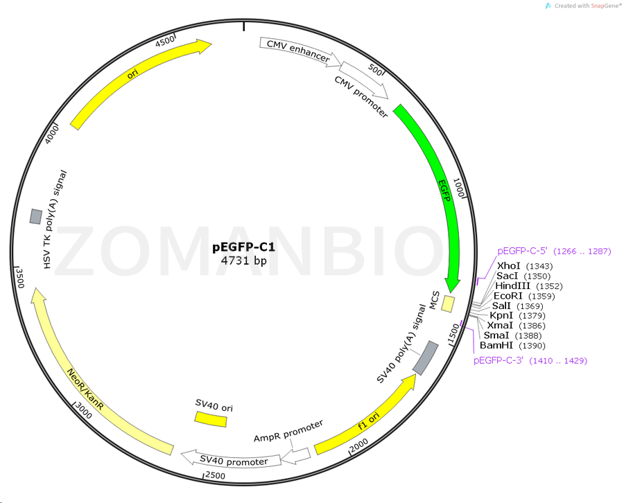 ZK414pEGFP-C1.png