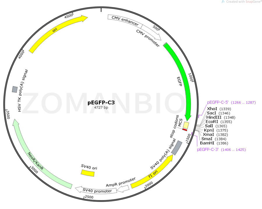 ZK416pEGFP-C3.png
