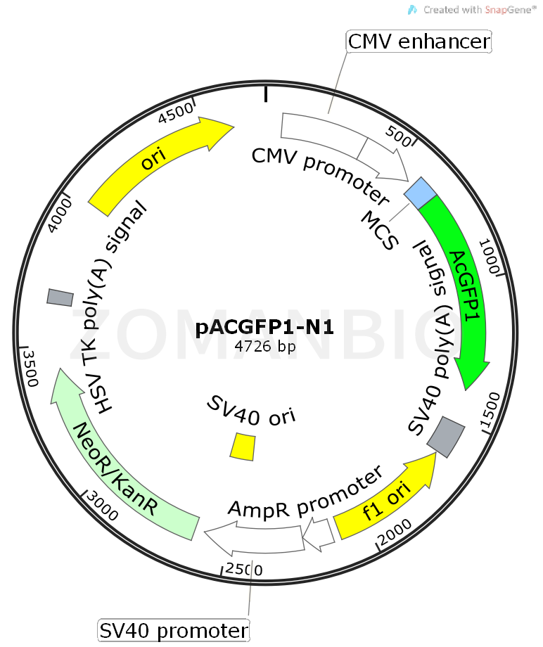 ZK422pACGFP1-N1.png