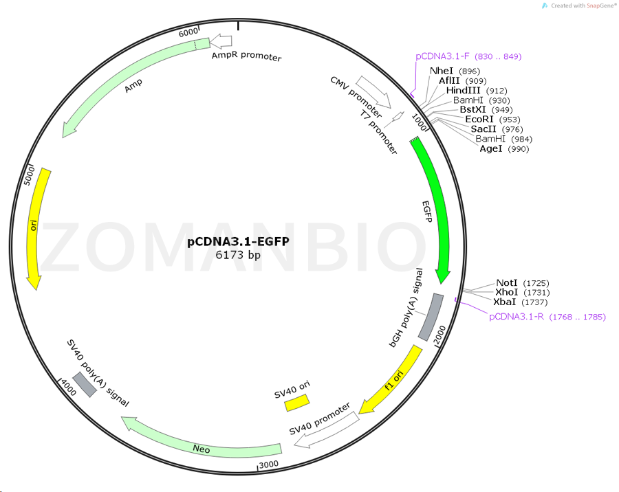 ZK430pCDNA3.1-EGFP①.png