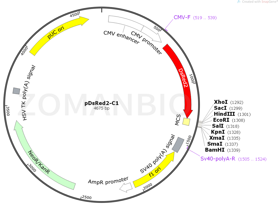 ZK434pDsRed2-C1.png