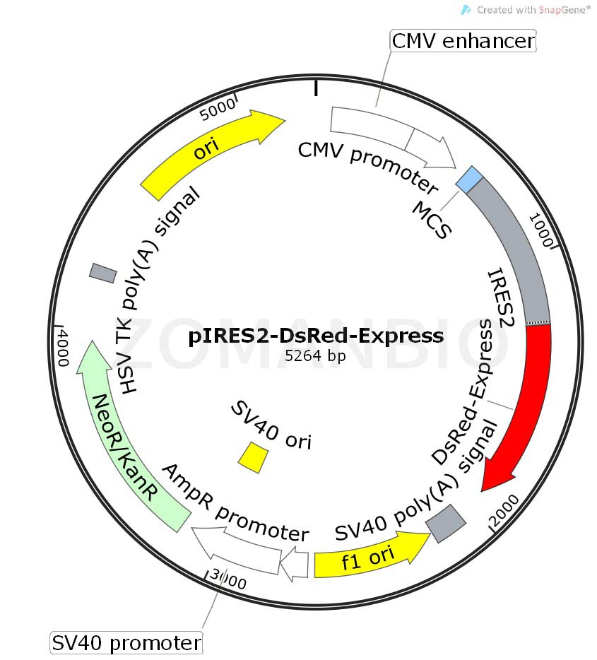 ZK435pIRES2-DsRed-Express.jpg