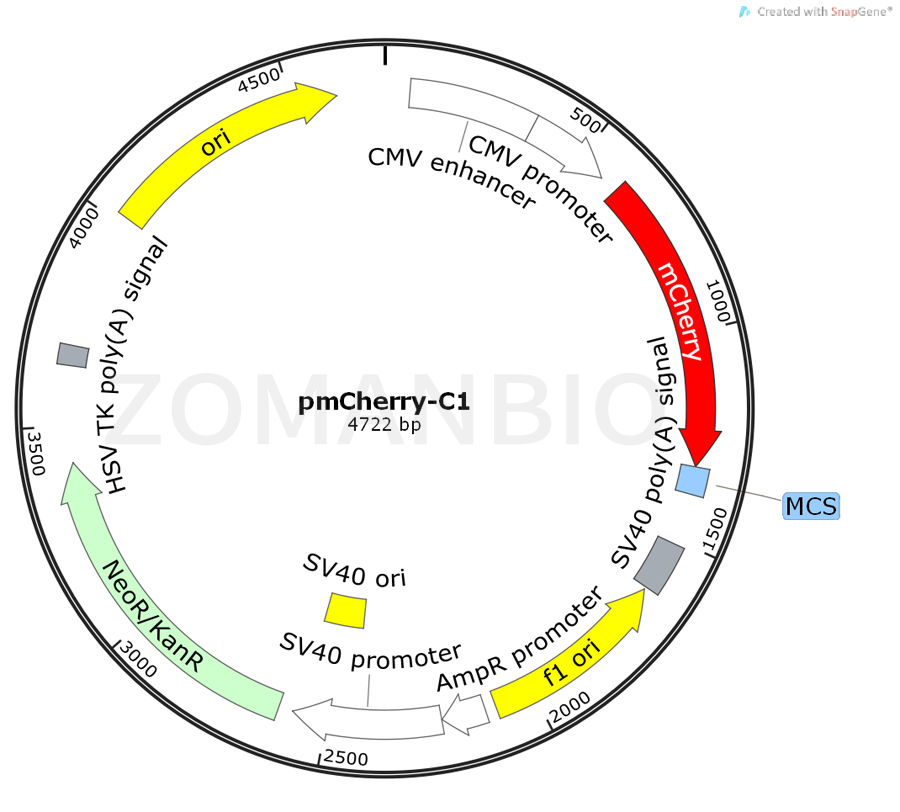 ZK438pmCherry-C1.png