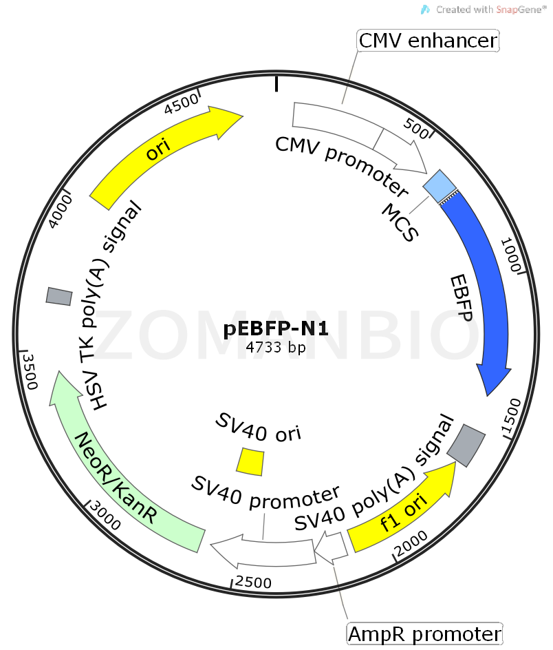 ZK454pEBFP-N1.png