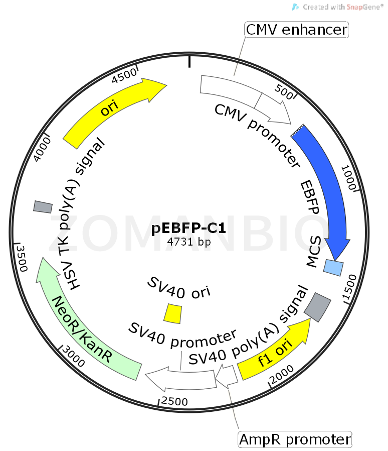 ZK455pEBFP-C1.png