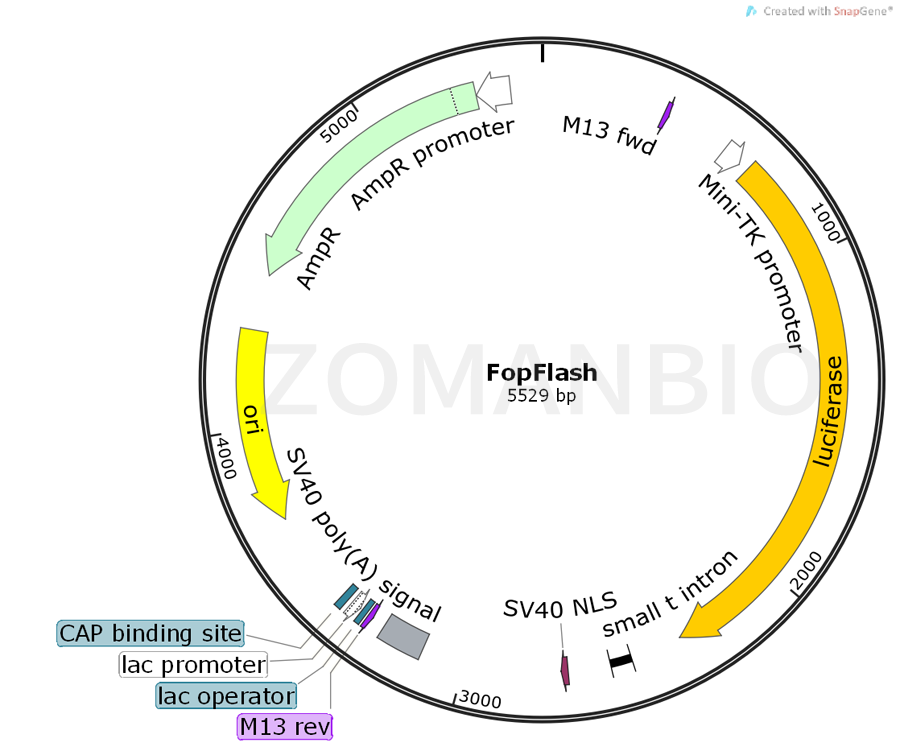 ZK464FopFlash.png