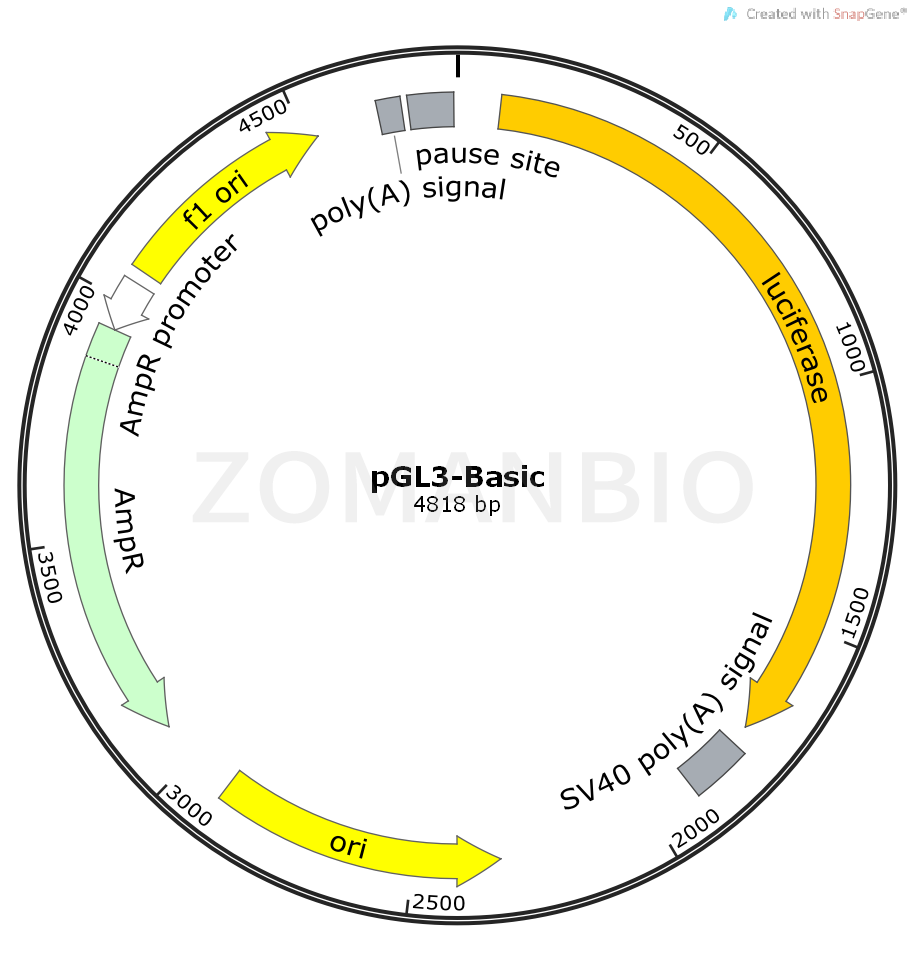 ZK467pGL3-Basic.png