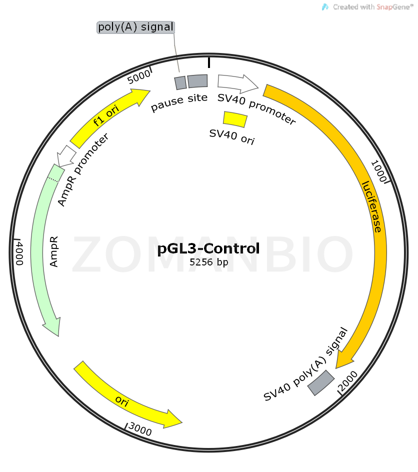 ZK469pGL3-Control.png