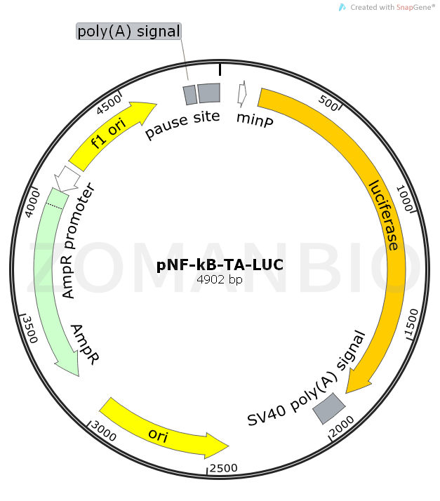 ZK491pNF-kB-TA-LUC.png