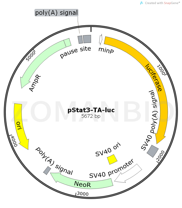 ZK494pStat3-TA-luc.png