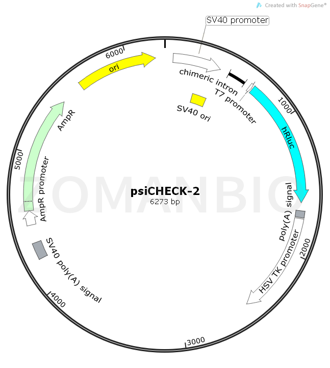 ZK513psiCHECK-2.png