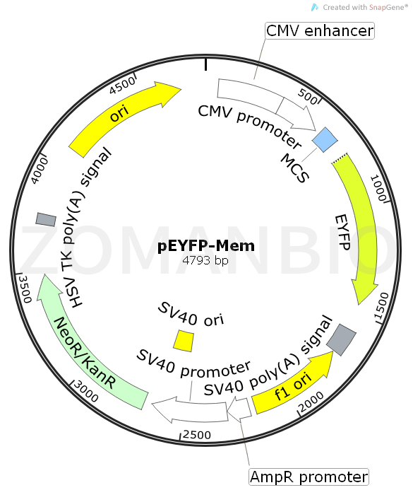 ZK530pEYFP-Mem.png