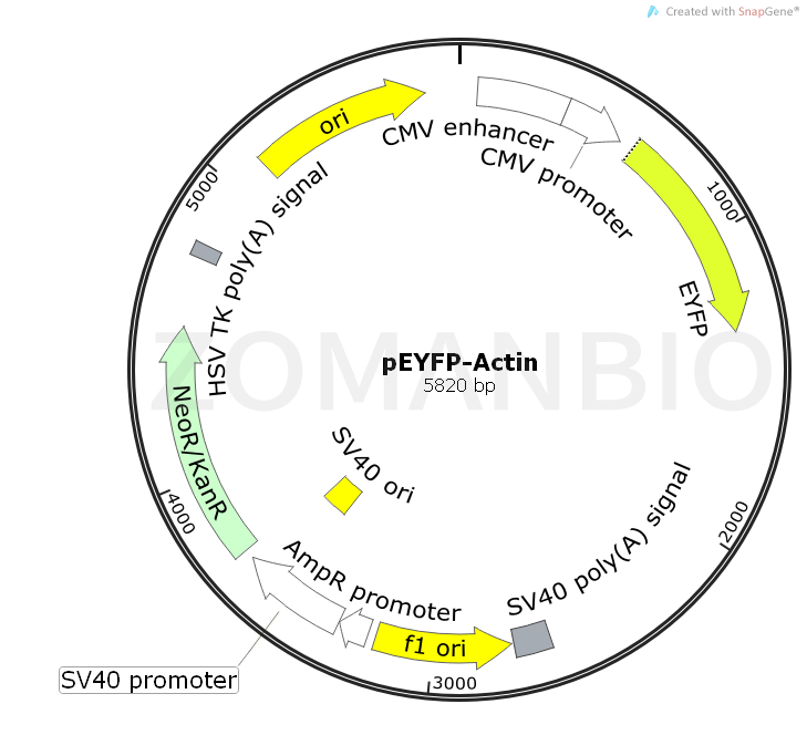 ZK532pEYFP-Actin.png