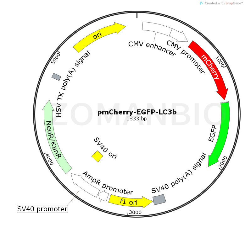 ZK540pmCherry-EGFP-LC3b.png
