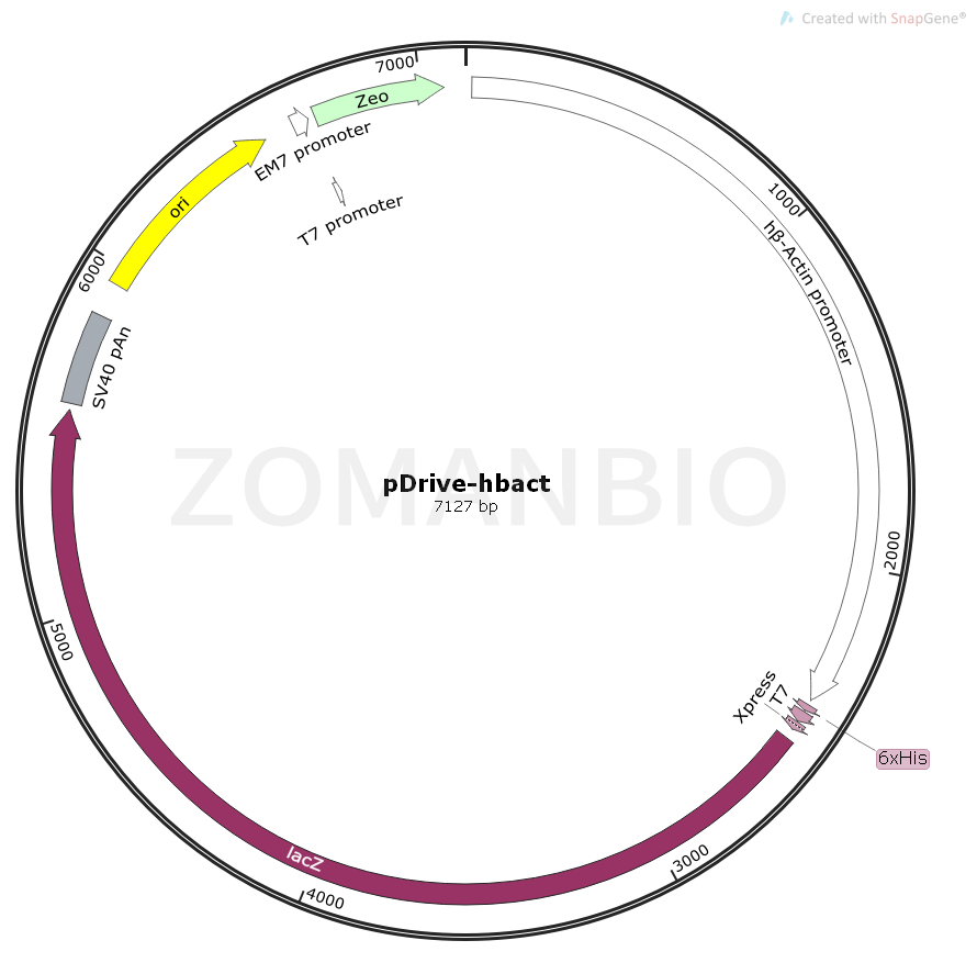 ZK554pDRIVE-hbAct.png