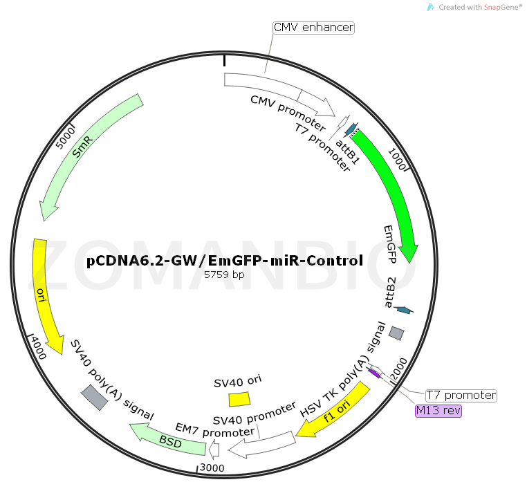 ZK561pCDNA6.2-GWEmGFP-miR-Control.png