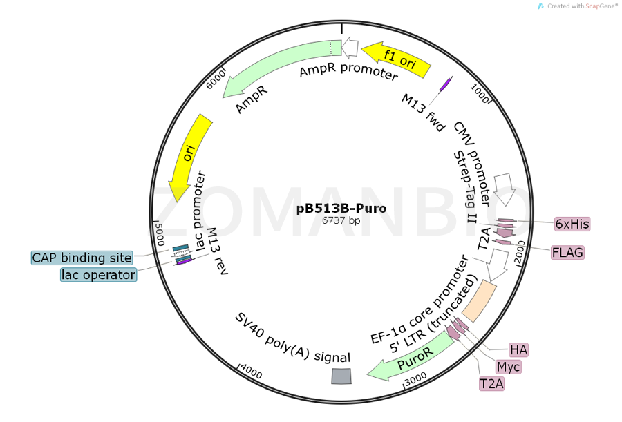 ZK566pB513B-Puro.png