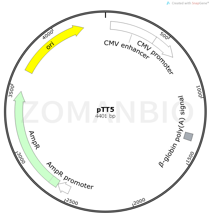 ZK710pTT5.png