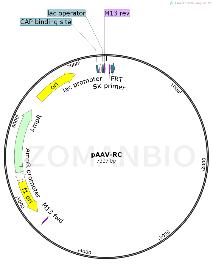 ZK735pAAV-RC.png