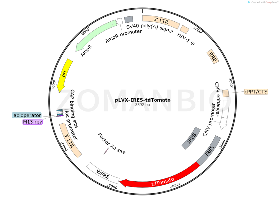 ZK761pLVX-IRES-tdTomato.png