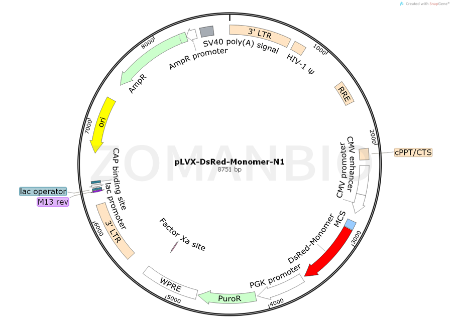 ZK768pLVX-DsRed-Monomer-N1.png