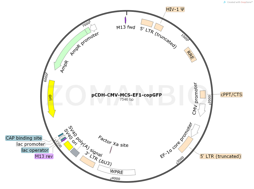 ZK780pCDH-CMV-MCS-EF1-copGFP.png