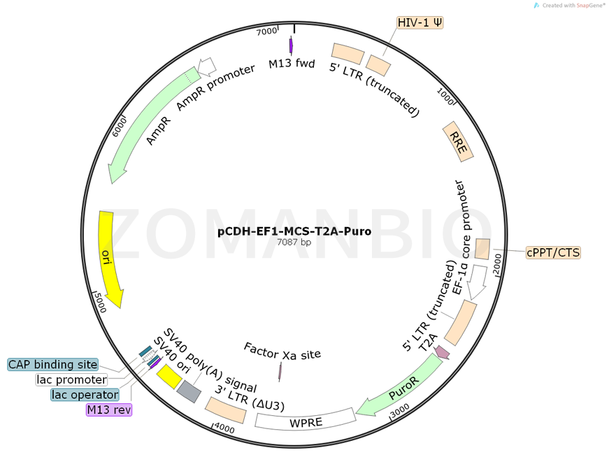 ZK781pCDH-EF1-MCS-T2A-Puro.png