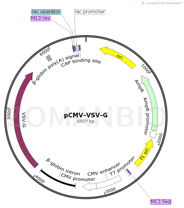 ZK837pCMV-VSV-G.png