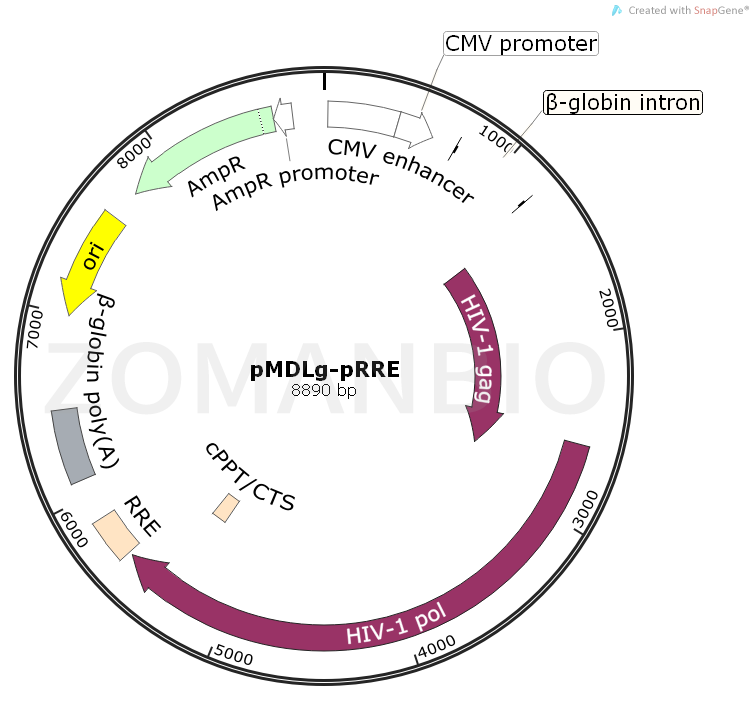 ZK841pMDLg-pRRE.png