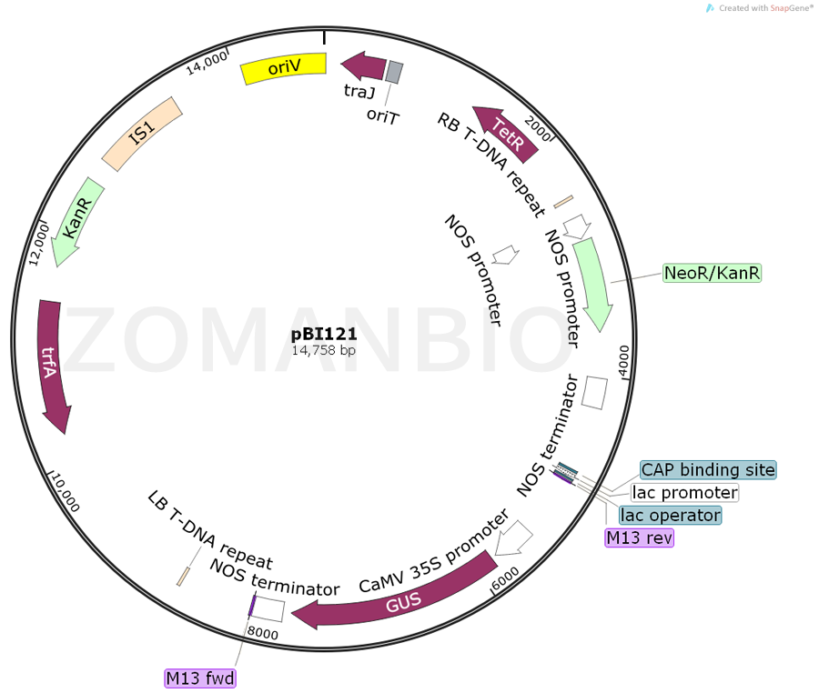 ZK850pBI121.png