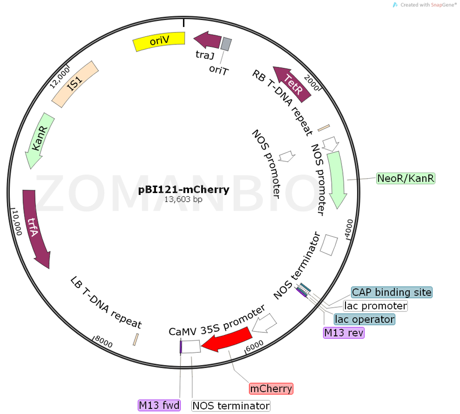 ZK854pBI121-mCherry.png